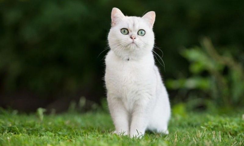 Mơ thấy mèo trắng cho thấy người mơ đang trải qua trạng thái tinh thần an lạc