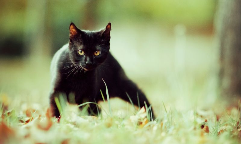Mơ thấy mèo đen ám chỉ đến sự bí ẩn